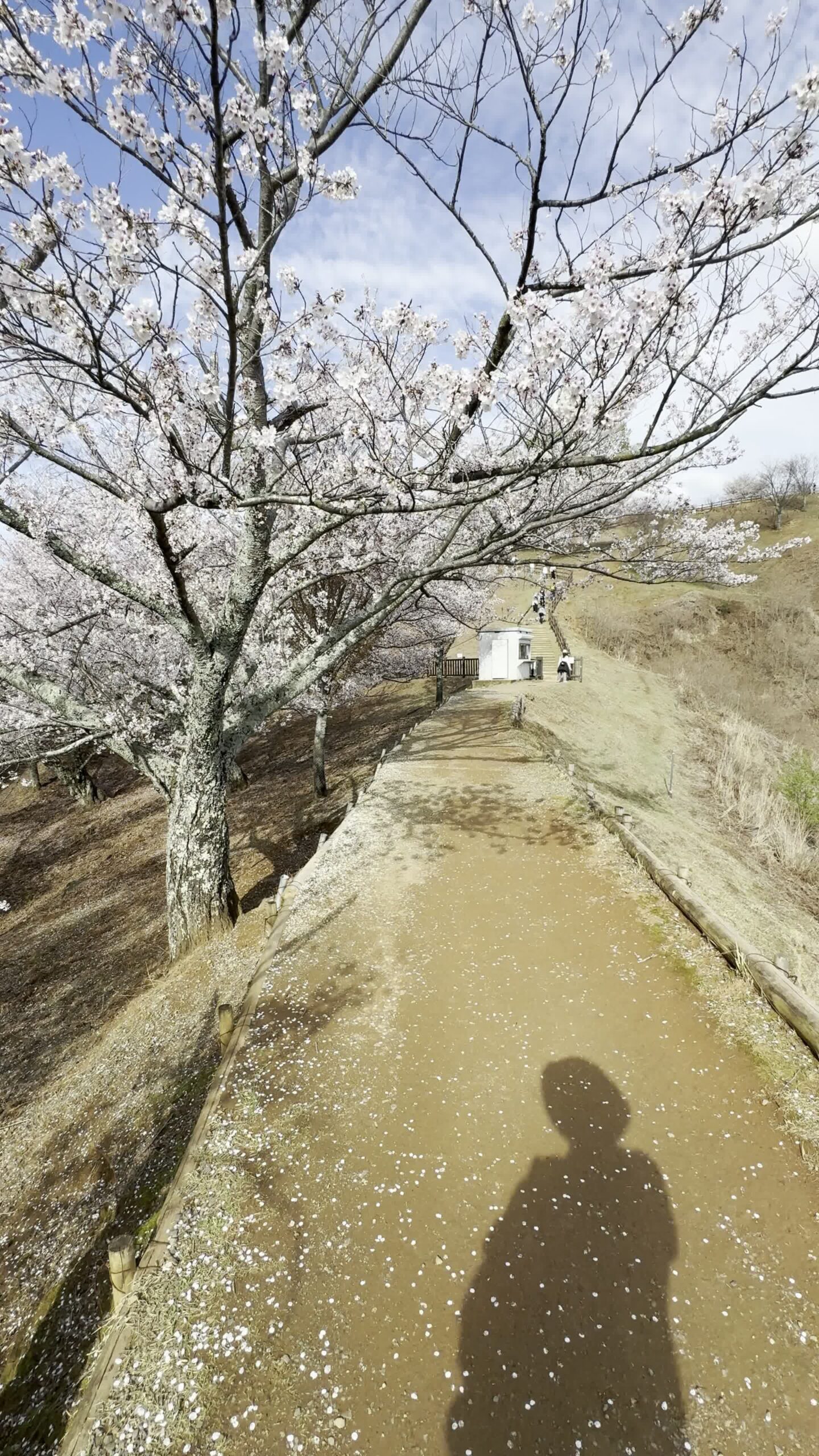 Read more about the article Nara park og rådyr – 4. dag i Japan