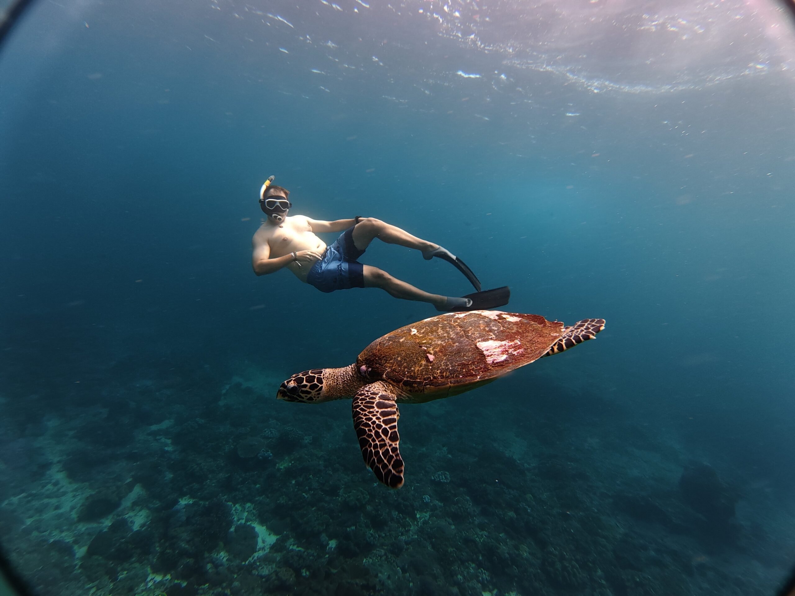 Snorkling ved Nusa Penida